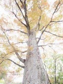 明るいイメージの黄葉 明るいイメージの黄葉の写真
