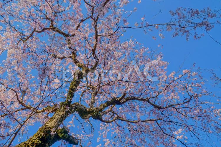 調布市深大寺の桜と街並み 桜,春,調布市の写真素材