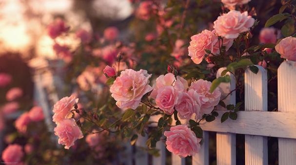 庭で輝くピンクのバラの花々 庭で輝くピンクのバラの花々の写真