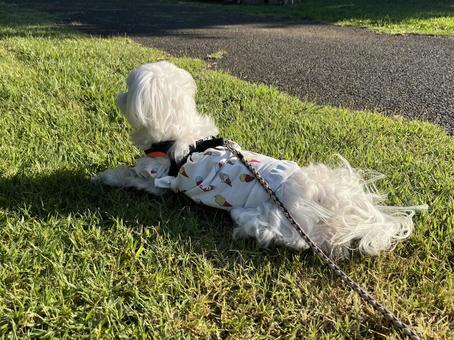マルチーズの散歩 マルチーズの散歩 犬,マルチーズ,犬の散歩の写真素材