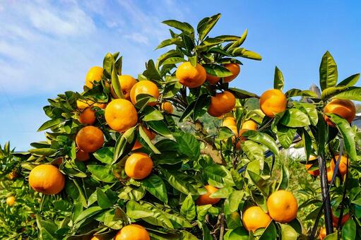 温州みかん みかん,蜜柑,果物の写真素材