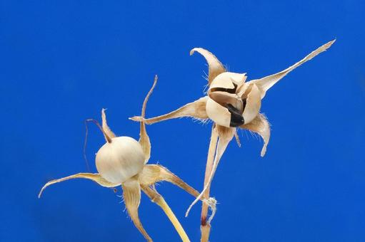 アサガオの種 朝顔,あさがお,夏期の写真素材