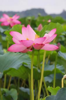 蓮の花 その22 蓮の花 その22 ニガカシュウ,ヤマノイモ科,にがかしゅうの写真素材