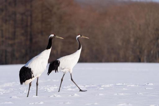 2羽のタンチョウ 鶴,タンチョウ,野鳥の写真素材