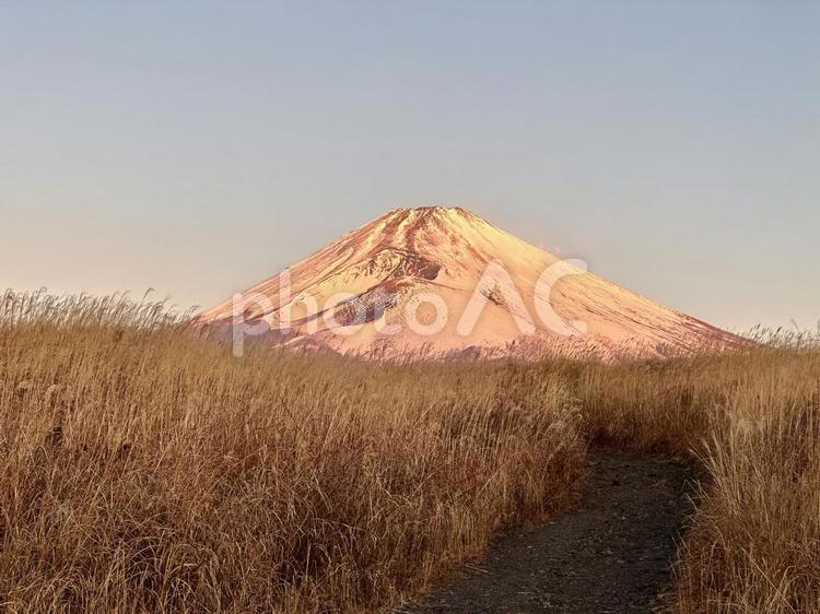 ススキ道から見る朝色の富士山 富士山,自然,風景の写真素材