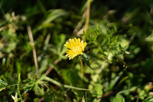 春の日差しに咲くたんぽぽ③ 春の日差しに咲くたんぽぽ③ たんぽぽ,黄色い花,春の写真素材