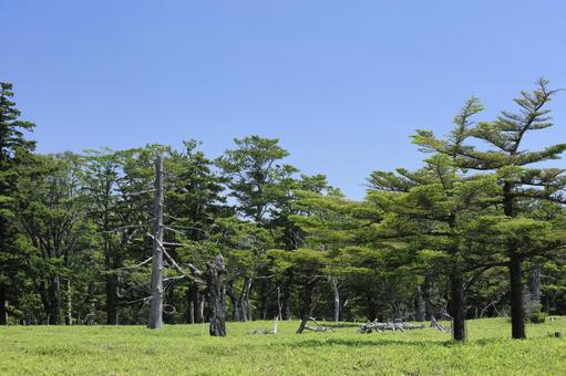 大台ケ原 牛石ヶ原 大台ケ原 牛石ヶ原 大台ヶ原,牛石ヶ原,奈良県の写真素材