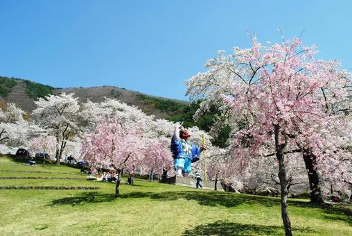 信州千曲市戸倉宿キティパークの桜 信州千曲市戸倉宿キティパークの桜 信州,千曲市,信戸倉宿キティパークの写真素材