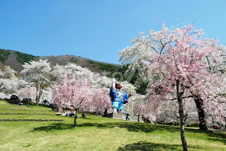 信州千曲市戸倉宿キティパークの桜 信州,千曲市,信戸倉宿キティパークの写真素材