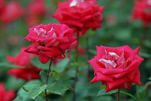 荒牧バラ園289　ラブの写真