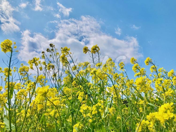 青空の下、春風に揺れる菜の花、白い雲 菜の花,揺れる,青空の写真素材