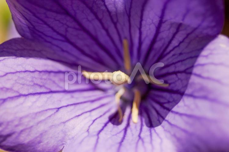 紫色のキキョウの花クローズアップ キキョウ,花,紫色の写真素材