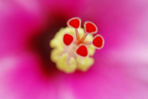 ハイビスカス 蕊 シベ 熱帯の花 ハイビスカス 蕊 シベ 熱帯の花 の写真