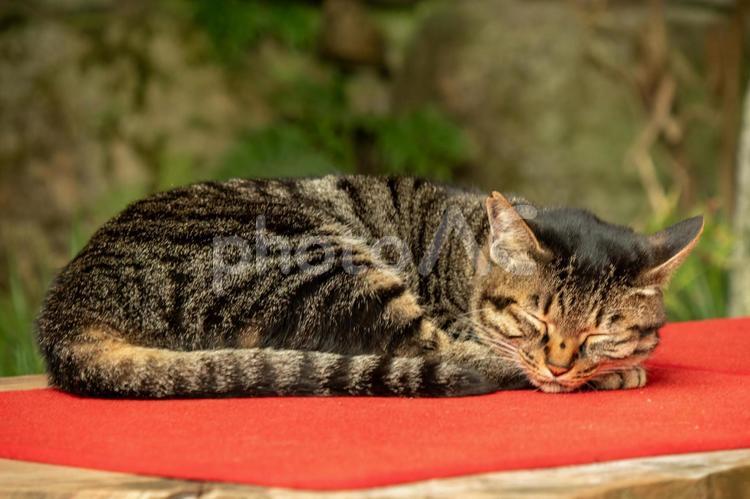 猫のお昼寝 猫,素材,散歩の写真素材
