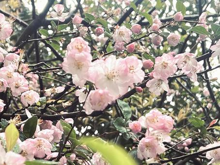 ピンクのハナカイドウ ピンクのハナカイドウの写真