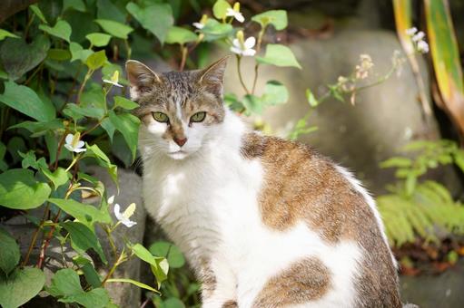 緑の中で見つめる猫 緑の中で見つめる猫 猫,ネコ,動物の写真素材