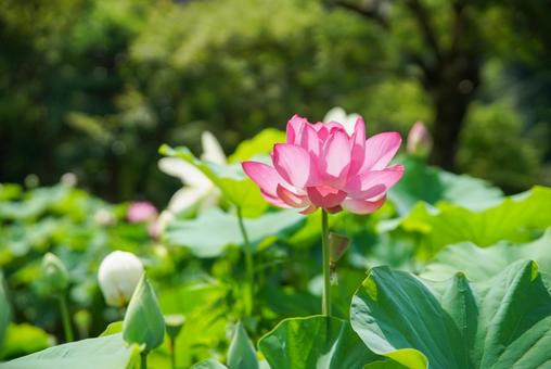 三室戸寺の蓮花 三室戸寺の蓮花の写真