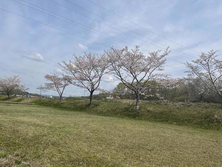 桜並木 桜並木の写真