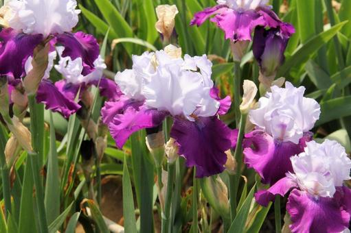 ジャーマンアイリス　咲く風景 鮮やか,ジャーマンアイリス,美しいの写真素材