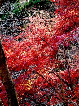 鮮やかな赤色が残る冬の紅葉風景 紅葉,葉,木の写真素材