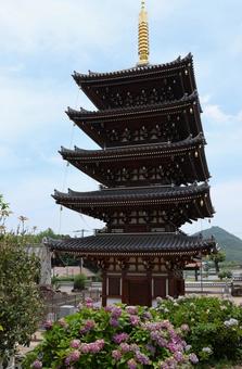 6月中旬の法然寺の五重塔とアジサイの花 6月中旬の法然寺の五重塔とアジサイの花の写真