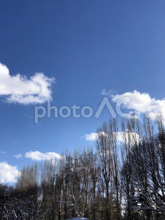 青空と雲と木々 青空,雲,冬の写真素材