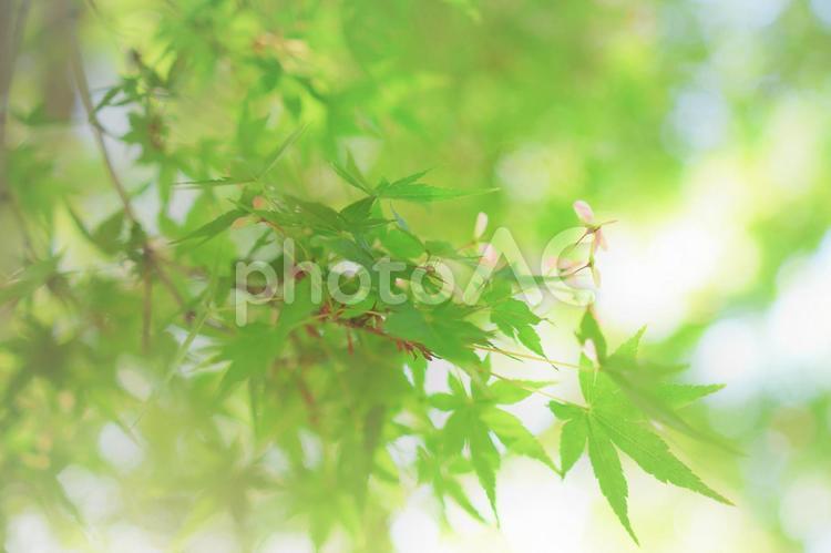 植物　カエデの花 植物,楓,カエデの写真素材