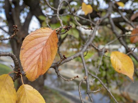 秋色に染まる桜の葉 桜,葉,秋の写真素材