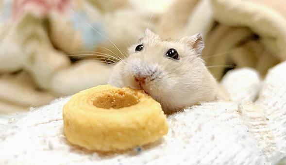 Snack Yellow Djungarian Hamster, JPG