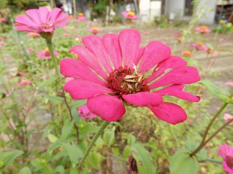 【花の写真】 ヒャクニチソウ(百日草) 【花の写真】 ヒャクニチソウ(百日草) 百日草,ヒャクニチソウ,植物の写真素材