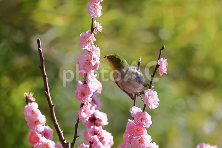 寒さに耐え気品よく咲く 寒さに耐え気品よく咲く 梅,花,バラ科の植物の写真素材