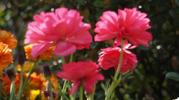 花 花の写真