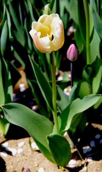 チューリップ アプリコット・プライド・~ チューリップ,アプリコット,プライドの写真素材