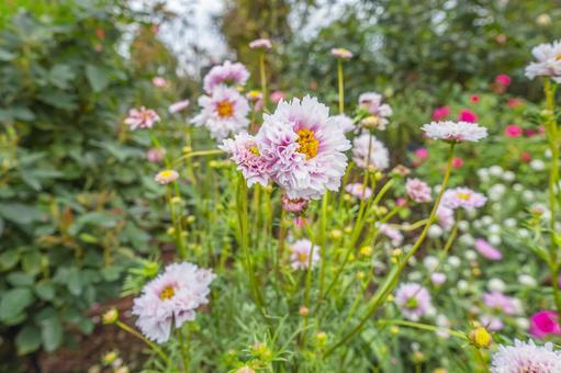八重咲きのコスモスの写真