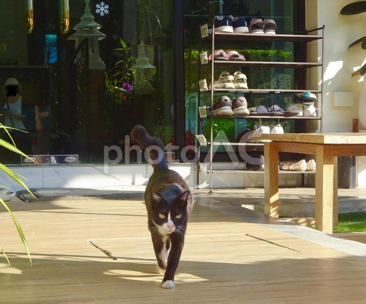 歩いてくるチェンマイの野良猫 猫,ねこ,ネコの写真素材