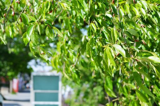 新緑 新緑の写真