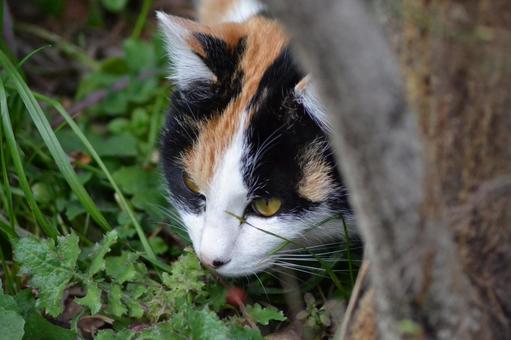 Photo, cat, beyond, san mao cat, 