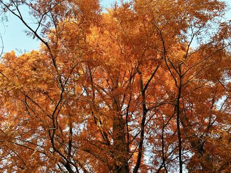 オレンジ色に染まるメタセコイア 空,メタセコイア,オレンジ色の写真素材