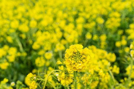 春の黄色い菜の花畑 春の黄色い菜の花畑 菜の花,春,菜の花畑の写真素材