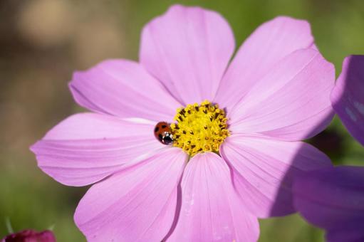コスモス てんとう虫 コスモス てんとう虫 コスモス,テントウムシ,花の写真素材