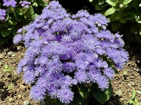 Photo, agelatum, flower, beautiful, 