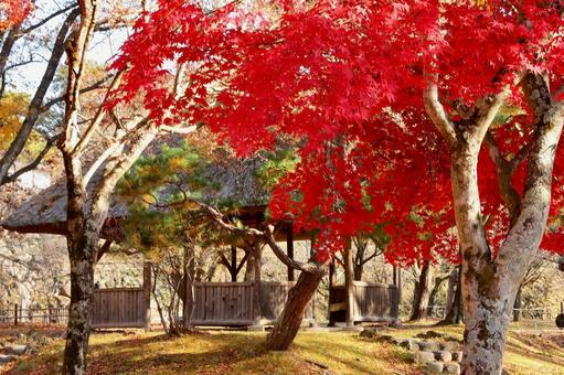 紅葉　長野県　懐古園 紅葉,長野県,懐古園の写真素材
