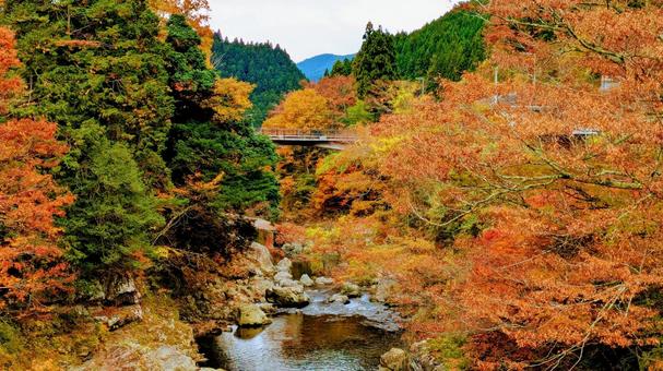 渓谷の紅葉 もみじ,オータム,紅葉の写真素材