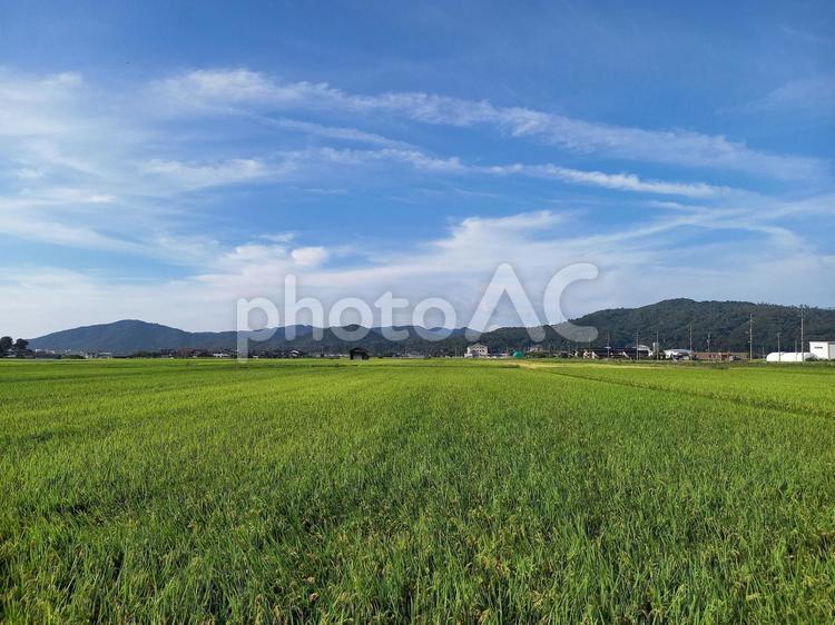 青空と稲作 秋,稲作,稲穂の写真素材