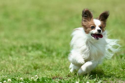 パピヨン パピヨンの写真