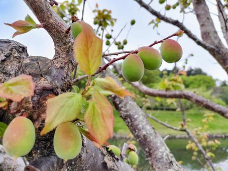 偕楽園公園の田鶴鳴梅林色付き始めた梅の実 偕楽園公園の田鶴鳴梅林色付き始めた梅の実 偕楽園公園,常磐公園,梅の実の写真素材