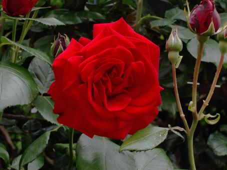 赤い薔薇 赤い薔薇の写真
