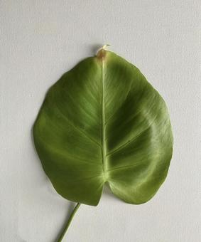 モンステラの写真