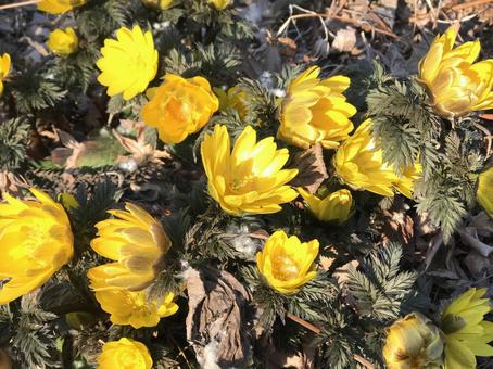 Photo, fukuge, spring, spring has come, 