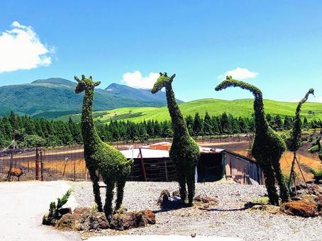 キリンのトピアリー トピアリー,やまなみハイウェイ,緑の写真素材